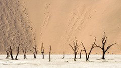 Landscapes nature dead Africa Namibia deserts