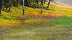 Landscapes nature deer Wyoming plateau national park yellowstone