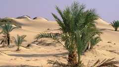 Landscapes nature Egypt Sahara oasis deserts