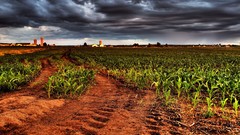 Landscapes nature fields overcast cornfield