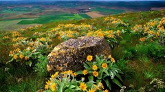 Landscapes nature fields Wildflowers farmland