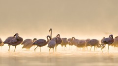 Landscapes nature flamingos