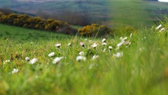 Landscapes nature flora