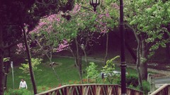 Landscapes nature flower garden