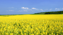 Landscapes nature Flowers fields