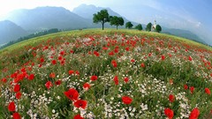 Landscapes nature Flowers fields