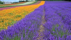 Landscapes nature Flowers lavender