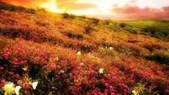Landscapes nature Flowers meadows