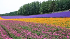 Landscapes nature Flowers plantation