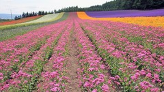 Landscapes nature Flowers plantation