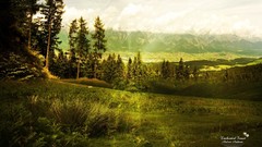 Landscapes nature forests