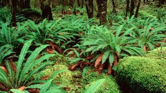 Landscapes nature forests Ferns