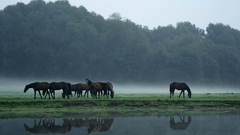 Landscapes nature forests Horses