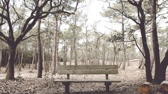 Landscapes nature France forests FILSRU banc