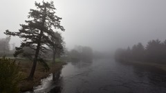 Landscapes nature gloomy pine trees