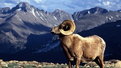 Landscapes nature Goats