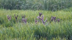 Landscapes nature grass Animals deer fields antlers surreal