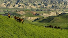Landscapes nature grass Animals Mountains Green China Horses 