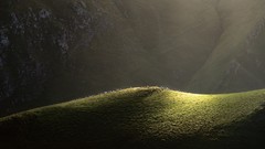 Landscapes nature grass Animals Mountains Green glow sun rays 