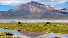 Landscapes nature grass Animals water Mountains clouds white 