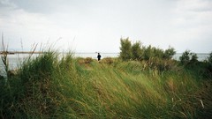 Landscapes nature grass blowing