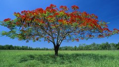 Landscapes nature grass countryside blue skies lone tree