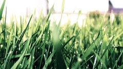 Landscapes nature grass Green photograph Grassland Canon camera