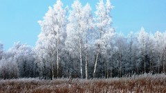 Landscapes nature grass snow winter frost hoarfrost gray hair