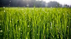 Landscapes nature grass water