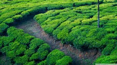 Landscapes nature Green green tea