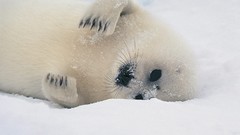 Landscapes nature harp