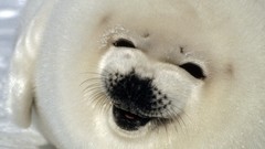 Landscapes nature harp Canada gulf