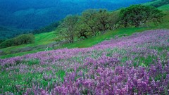 Landscapes nature hills meadows purple flowers lupine