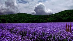 Landscapes nature lavender purple