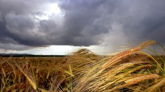 Landscapes nature macro crops
