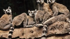 Landscapes nature Madagascar lemurs