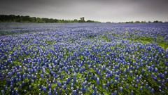 Landscapes nature meadows Texas blue flowers Bluebonnet