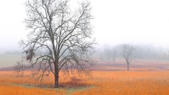 Landscapes nature morning national park Tennessee great smoky 