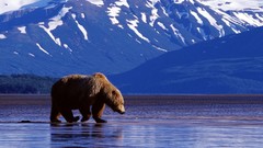 Landscapes nature Mountains Bears lonely grizzly bears