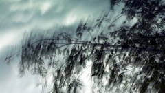 Landscapes nature movement wind branches
