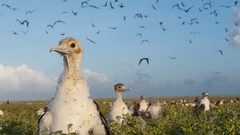 Landscapes nature national geographic baby birds Frigatebird