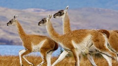 Landscapes nature national park chile llama Paine