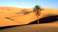 Landscapes nature palm trees Sahara Desert deserts sand dunes