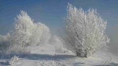 Landscapes nature paths bushes hoarfrost shadows snow-white