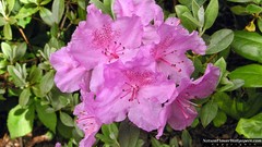 Landscapes nature pink flowers rhododendron