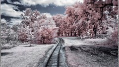 Landscapes nature pink Plants woods forests Spada
