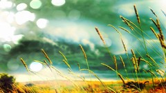 Landscapes nature Plants cornfield