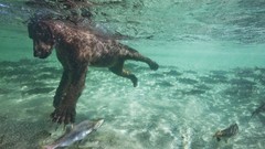 Landscapes nature predator Alaska swimming salmon national park 