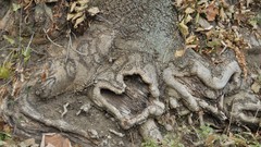 Landscapes nature roots romania