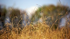 Landscapes nature rye ears crop